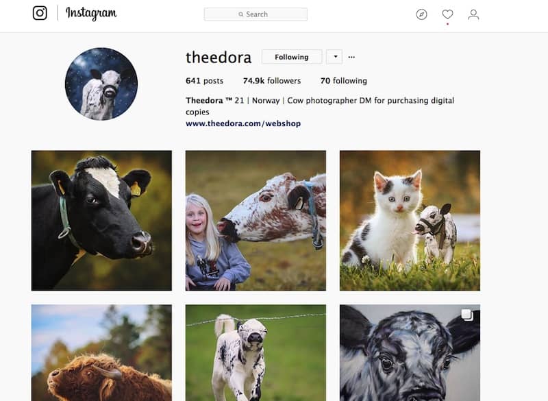 Cows - Theedora Instagram
