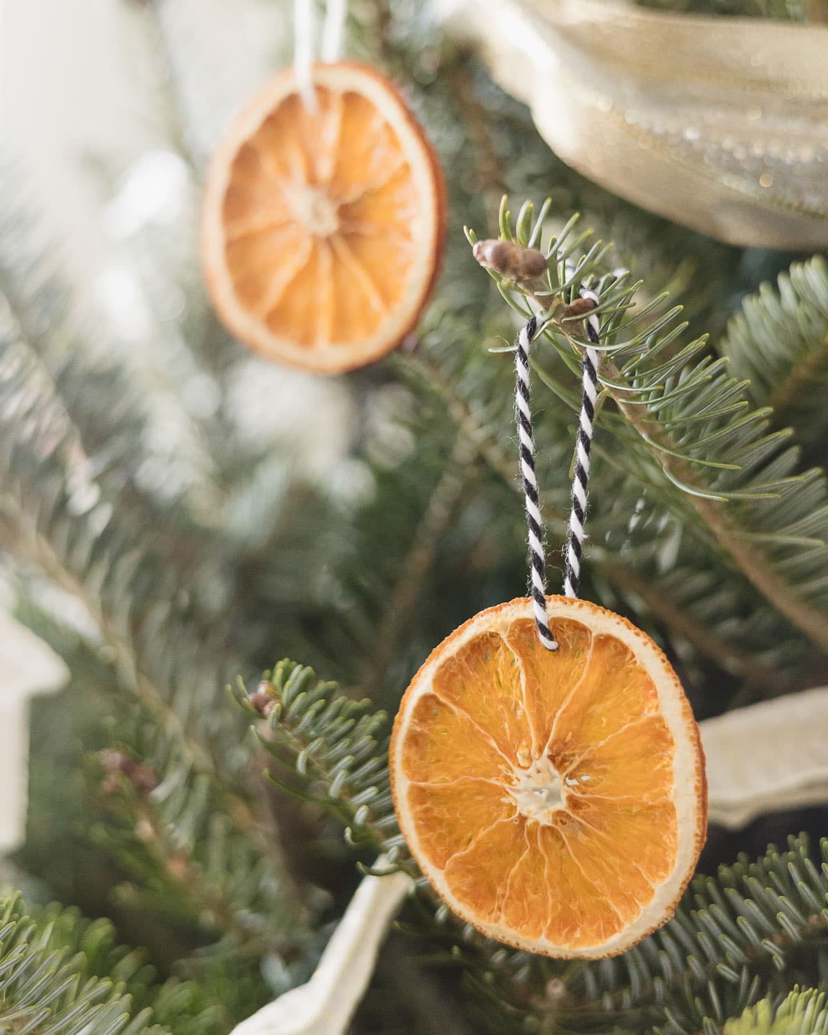 Dried orange slice ornaments hanging on a Christmas tree.